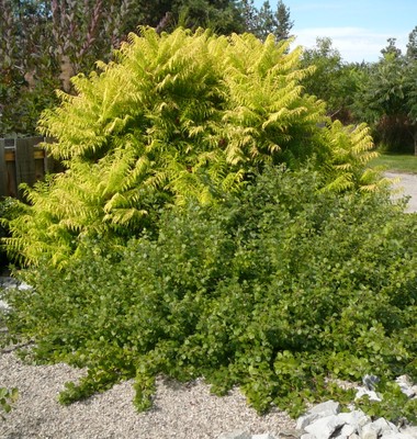 Gro-Low Fragrant Sumac