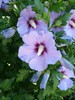 Rose of Sharon