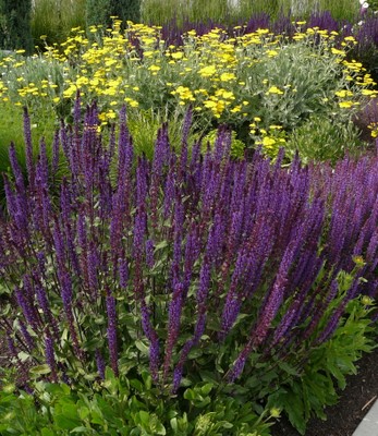 Caradonna Perennial Salvia