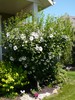 Rose of Sharon