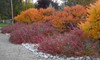 Gro-Low Fragrant Sumac