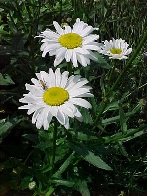 Shasta Daisy