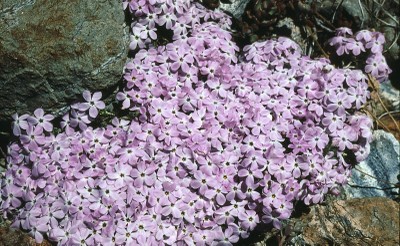 Spreading Phlox