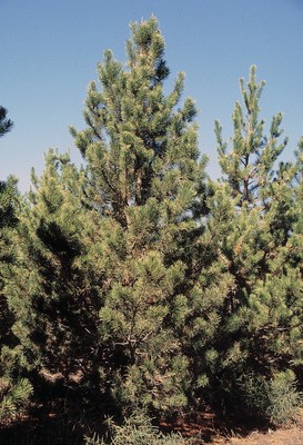 Lodgepole Pine