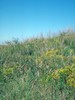 Mosquito Grass, Blue Gramma