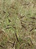 Mosquito Grass, Blue Gramma