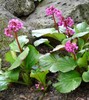 Heartleaf Bergenia