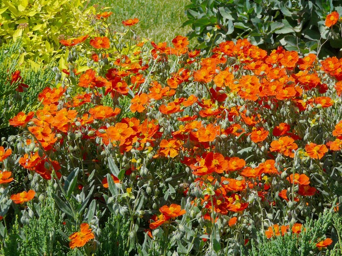 Rock Rose - Okanagan Xeriscape Association