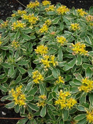 Variegated Russian Stonecrop