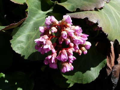 Heartleaf Bergenia