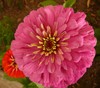 Zinnia