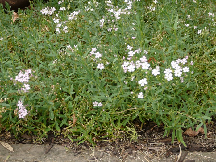 Creeping Baby's Breath Okanagan Xeriscape Association