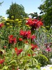 Red Beebalm