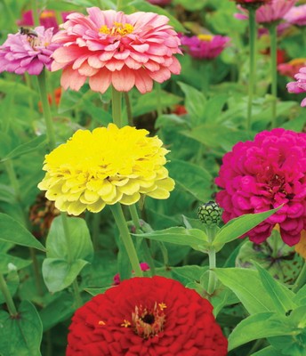 Zinnia