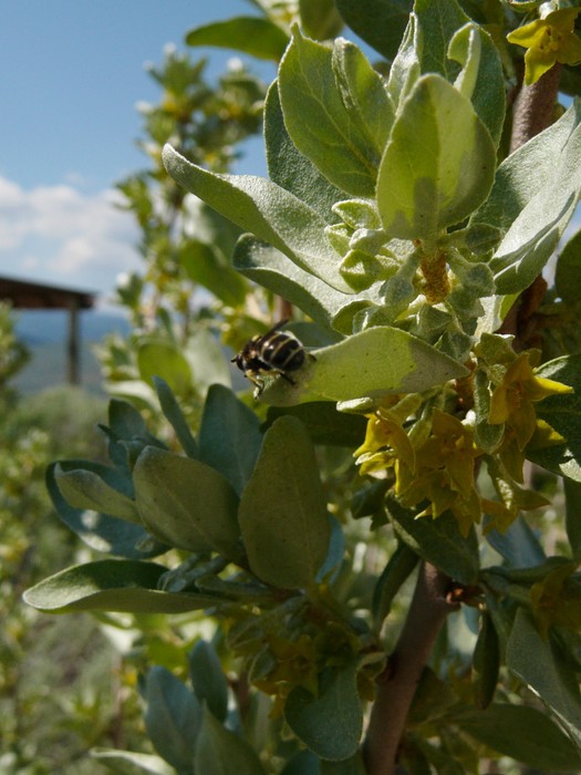 Wolf Willow Okanagan Xeriscape Association