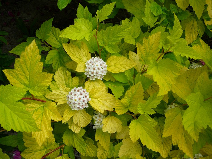 Dart's Gold Ninebark Okanagan Xeriscape Association