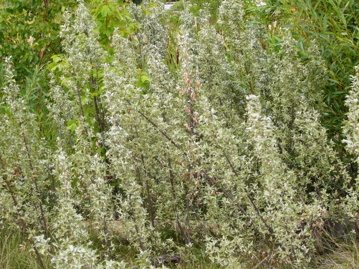 Wolf Willow Okanagan Xeriscape Association